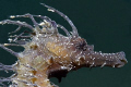   Seahorse Hippocampus ramulosus Canon EOS 350D EFS 60mm EF-S EF  